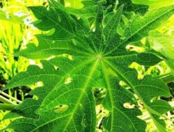 Daun Pepaya Bisa Bikin Daging Empuk, Tapi Perlu Hati-hati