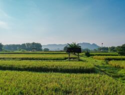 Komitmen ATR/BPN Jaga Lahan Sawah Demi Swasembada Pangan