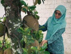 Nangka Tanaman Pekarangan Rumah Jadi Penupang Ekonomi Keluarga