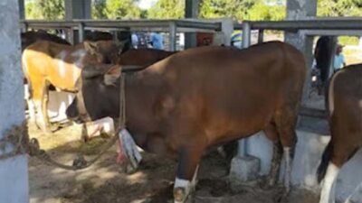 Pemkab Dharmasraya Distribusikan 24 Sapi dan 2 Kambing Kurban ke 22 Nagari.