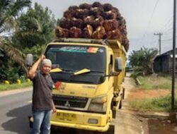 Harga Sawit di Pesisir Selatan Jatuh ke Rp700/Kg, Petani Kian Terhimpit