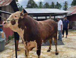 Rekor Baru, Sapi Kurban Presiden di Sumbar Tembus 1,27 Ton