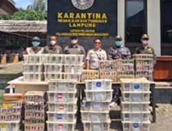 Ratusan Burung Ilegal Digagalkan di Bakauheni, 620 Ekor Diselamatkan