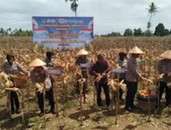 Polda Sumbar Gelar Panen Raya Jagung Serentak, Dorong Penguatan Ketahanan Pangan Daerah