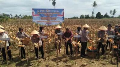 Polda Sumbar Gelar Panen Raya Jagung Serentak, Dorong Penguatan Ketahanan Pangan Daerah