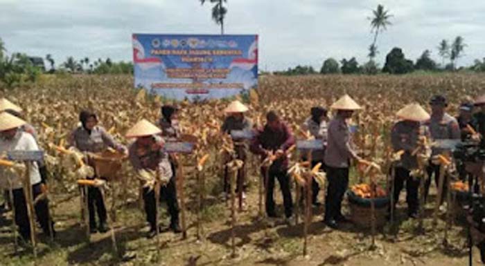 Kapolda Sumbar bersama unsur Forkopimda melakukan panen jagung serentak.