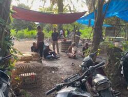 Polsek Sunggal Gerebek Judi Sabung Ayam, 17 Orang Jadi Tersangka