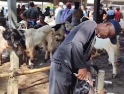 Jelang Iduladha, “Salon Kambing” di Cilacap Kebanjiran Pelanggan