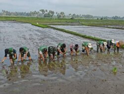 Payakumbuh Tancap Gas Tanam Padi Serentak, Amankan Produksi di Tengah Ancaman El Nino