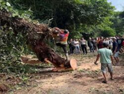 Pohon Tumbang Tutup Jalur Simpang Empat–Panti, Polisi dan Warga Bergerak Cepat