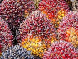 Dharmasraya Dorong Kawasan Industri Sawit Masuk PSN, Target Investasi Rp3,2 Triliun