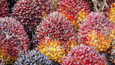 Dharmasraya Dorong Kawasan Industri Sawit Masuk PSN, Target Investasi Rp3,2 Triliun