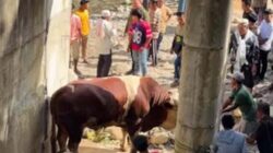Kurban di Sungai Lolo Pasaman, Sapi Wagub Sumbar Gegerkan Warga.