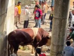 Sapi Kurban 1,2 Ton Milik Wagub Sumbar Jadi Tontonan Warga Pedalaman Pasaman