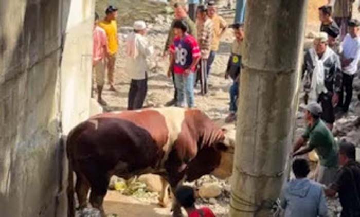 Kurban di Sungai Lolo Pasaman, Sapi Wagub Sumbar Gegerkan Warga.