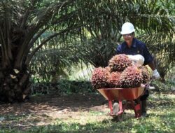 Harga Sawit Anjlok, Petani Swadaya Paling Terpukul