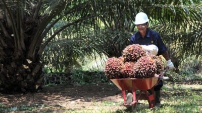 Harga Sawit Anjlok, Petani Swadaya Paling Terpukul
