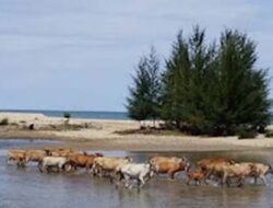 Jesra Putra Belum Ditemukan Usai Terseret Arus Pantai Taratak