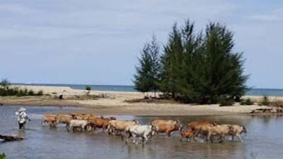 Lokasi bocah 10 taun hilang terseret arus muara.