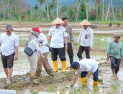 Rehabilitasi Lahan Rusak Ringan dan Sedang di Sumbar Tuntas