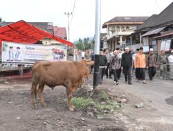Tebar Qurban Pemprov Sumbar Meningkat Tajam, 140 Sapi dan 33 Kambing Disalurkan ke Berbagai Daerah