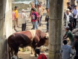 Lambo, Sapi Kurban 1,2 Ton Milik Wagub Sumbar Hebohkan Warga Pelosok Pasaman