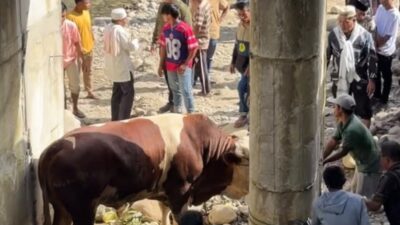 Lambo, Sapi Kurban 1,2 Ton Milik Wagub Sumbar Hebohkan Warga Pelosok Pasaman
