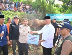 Gubernur Mahyeldi Hadiri Penyembelihan Sapi Qurban Bantuan Wakil Presiden RI di Limapuluh Kota