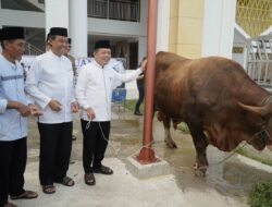 Gubernur Jambi Serahkan Sapi Kurban Presiden Seberat 930 Kilogram
