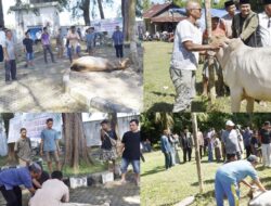 Perdana! ASN Pemko Pariaman Sembelih Hewan Kurban di Komplex Balaikota