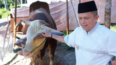 Wako Zulmaeta Apresiasi Bantuan Sapi Kurban 1,2 Ton Presiden untuk Warga Payakumbuh