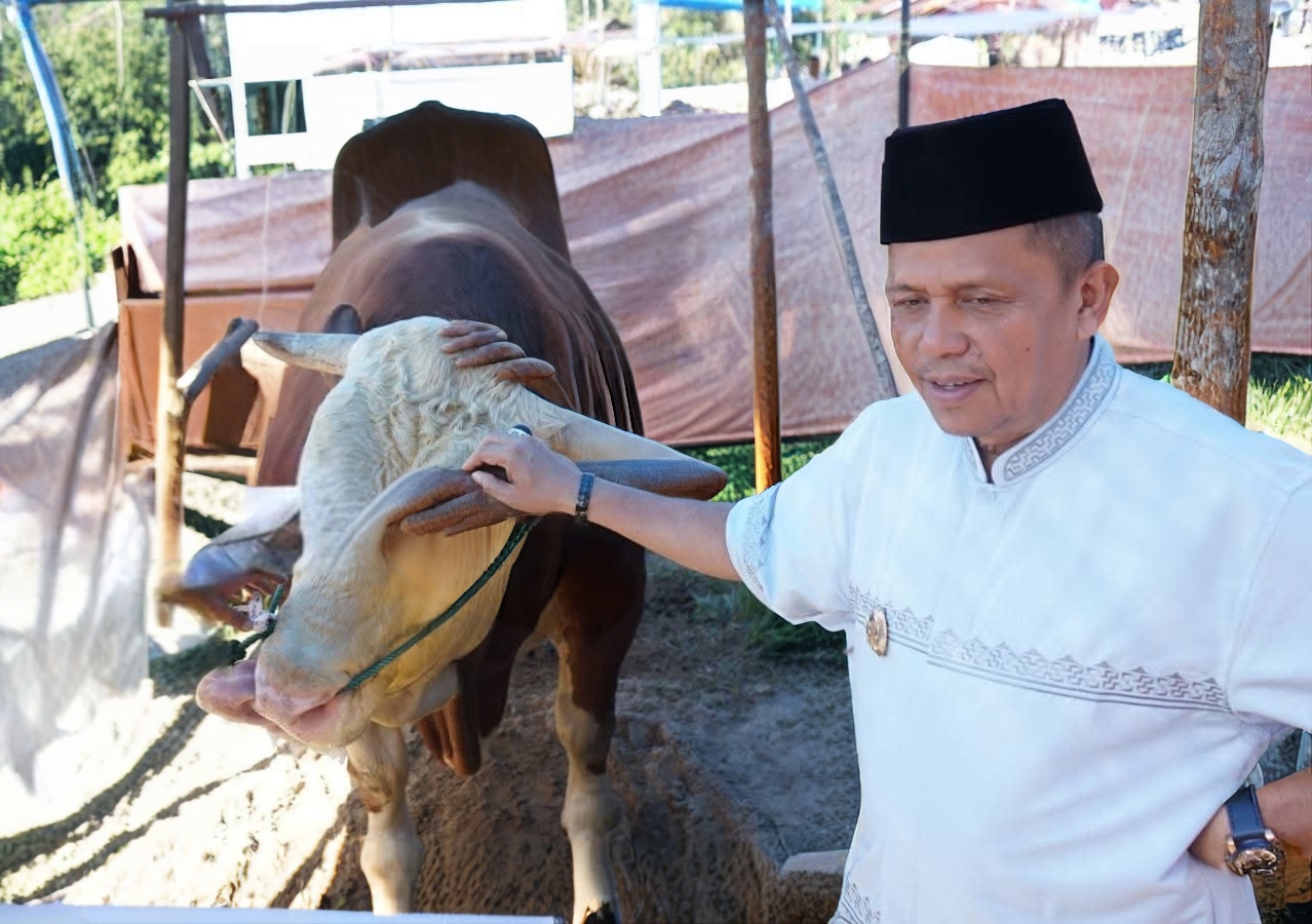 Wako Zulmaeta Apresiasi Bantuan Sapi Kurban 1,2 Ton Presiden untuk Warga Payakumbuh