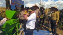 Bupati Kapuas Ikut Giling Jagung Saat Panen Raya