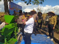 Bupati Kapuas Ikut Giling Jagung Saat Panen Raya