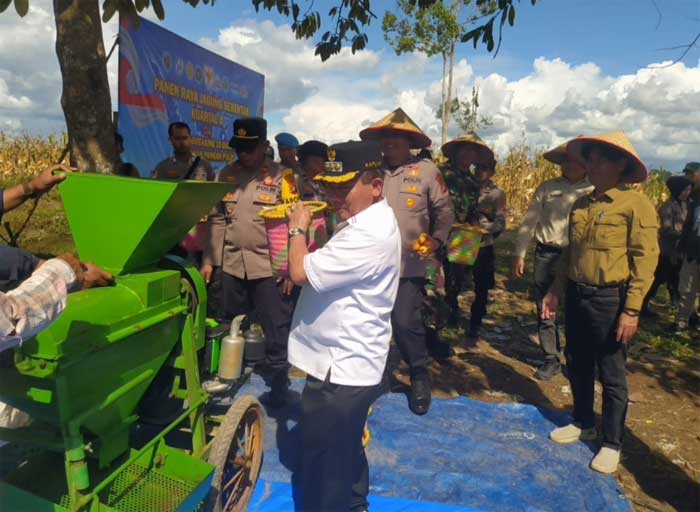 Bupati Kapuas Ikut Giling Jagung Saat Panen Raya