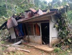 Pohon Raksasa Tumbang Timpa Rumah Warga di Padang, Kerugian Capai Rp65 Juta