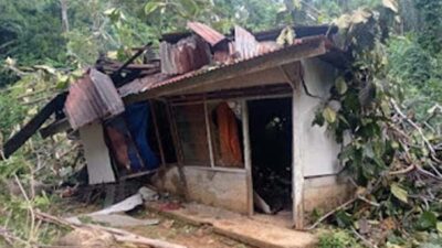 Pohon Tumbang Timpa Rumah Warga di Bukit Gado-Gado, Kerugian Capai Rp65 Juta.