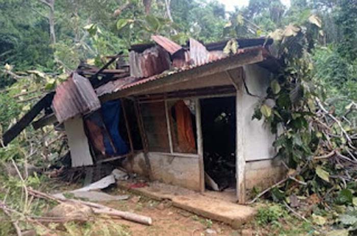 Pohon Tumbang Timpa Rumah Warga di Bukit Gado-Gado, Kerugian Capai Rp65 Juta.