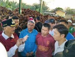 Bupati Pessel Minta Harga TBS Sawit Disetarakan dengan Bengkulu, Petani Harap Kenaikan Segera