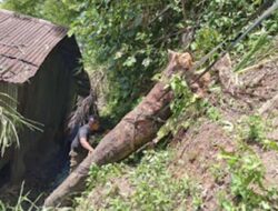 Pohon Karet Tumbang Timpa Rumah Warga di Lubuk Begalung, Kerugian Capai Rp7 Juta
