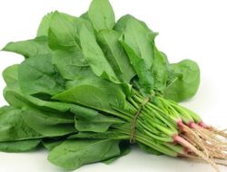 Berapa Lama Bayam Bertahan? Ini Batas Aman Setelah Dimasak