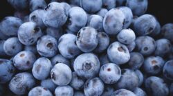 Blueberry ternyata bagus untuk kesehatan tulang.