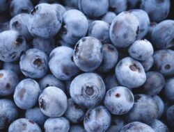 Blueberry Ternyata Bisa Bantu Jaga Kesehatan Tulang, Ini Hasil Penelitiannya