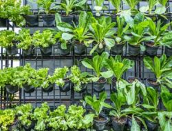 Edible Garden, Konsep Berkebun Modern untuk Hidup Lebih Sehat
