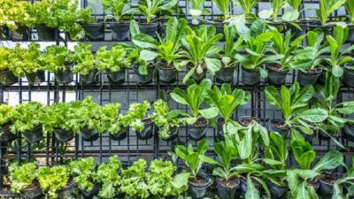 Edible Garden, Konsep Berkebun Modern untuk Hidup Lebih Sehat