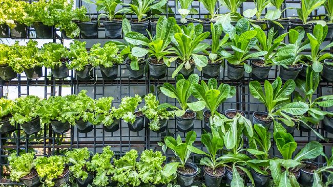 Memiliki edible garden atau kebun pangan sendiri di rumah memiliki banyak keuntungan. Ketahui bagaimana cara menerapkannya.