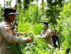 Polres Lhokseumawe Bongkar Ladang Ganja 2 Hektare di Aceh Utara, 2 Tersangka Diamankan