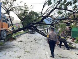 Truk Alami Rem Blong di Padang–Solok, Tabrak Median Jalan hingga Tumbangkan Pohon Trembesi