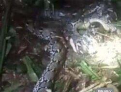 Tragis di Pulau Taliabu, Perempuan 44 Tahun Tewas Diserang Ular Piton 7,8 Meter