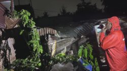 BPBD Payakumbuh Gerak Cepat Evakuasi Pohon Tumbang di Tiga Lokasi